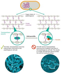 Mechanism of penicillin action on peptidoglycan cross-linking