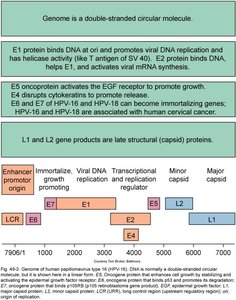 HPV genome and protein functions