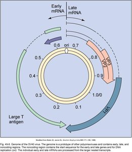Genome of SV40 polyomavirus