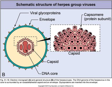 Schematic structure of herpes group viruses