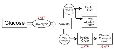 Glucose metabolism: aerobic and anaerobic pathways