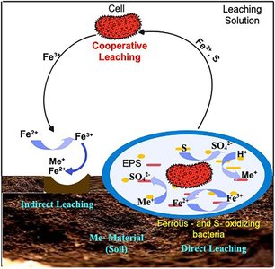 Bioleaching by bacteria