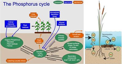 Phosphorus cycle