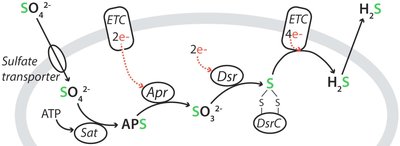 Microbial sulfate reduction pathway