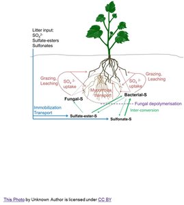 Sulfur cycling in plant-microbe interactions