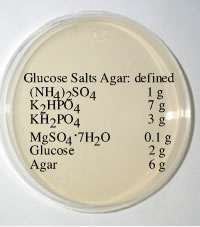 Glucose Salts Agar plate