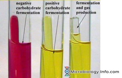 Phenol red broth fermentation test