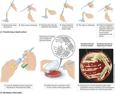 Aseptic transfer and streak plate technique