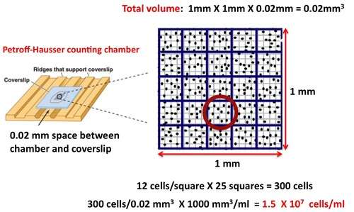 Petroff-Hausser counting chamber calculation