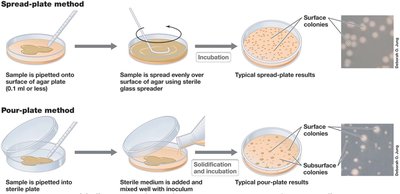Spread-plate and pour-plate methods