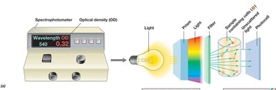 Spectrophotometer for OD measurement