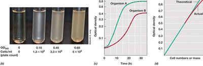 Turbidity and OD relationship