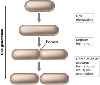 Binary fission in rod-shaped bacterium