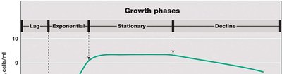 Bacterial growth curve phases