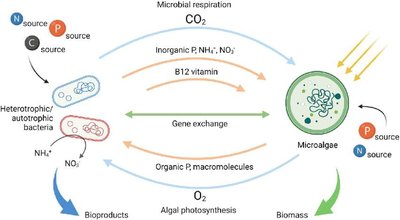 Microbial role in nutrient cycling