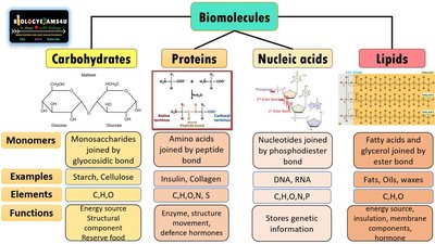 Biomolecules: carbohydrates, proteins, nucleic acids, lipids