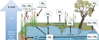 Carbon cycle in wetland ecosystem