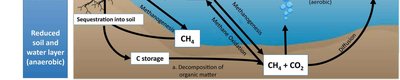 Carbon cycle in wetland ecosystem (lower section)