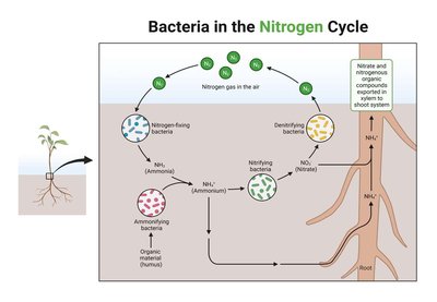 Bacteria in the nitrogen cycle