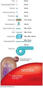 Virus sizes compared to cells