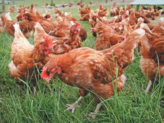 Cage-free chickens on grass
