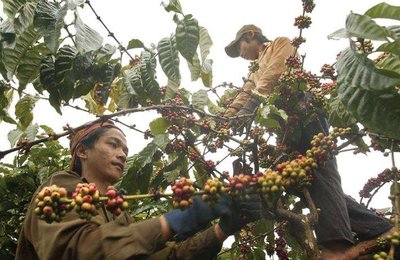 Coffee farmers harvesting coffee beans
