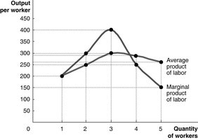 Average and marginal product of labor curves