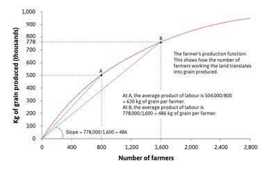 Production function graph: average product of labor