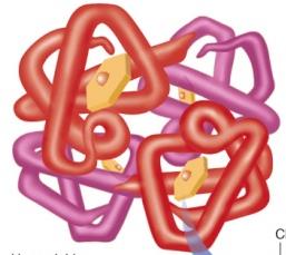 Hemoglobin structure