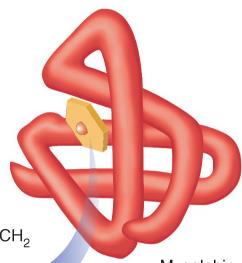 Myoglobin structure