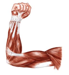 Muscle tissue
