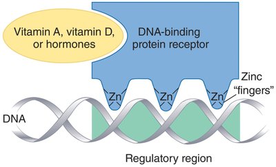 Zinc fingers and gene expression