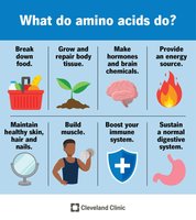 Infographic: What do amino acids do?