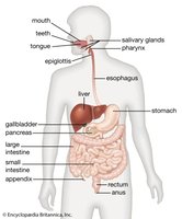 Diagram of the human digestive system