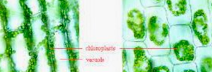 Microscopic images of Elodea and onion cells showing chloroplasts and vacuoles