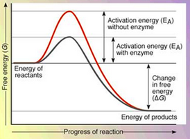 Graph showing activation energy with and without enzyme
