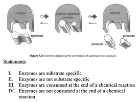 Diagram of enzyme-substrate complex and statements about enzyme function