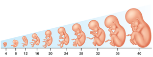 Growth and Development from Embryo to Fetus from Weeks 4 through 40 of Pregnancy