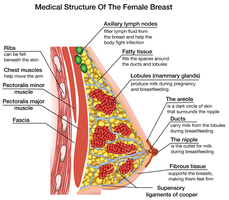 Medical structure of the female breast