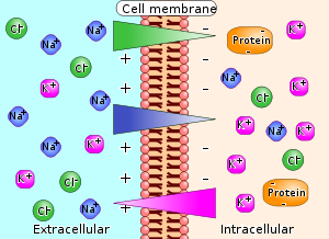 Electrolyte distribution across cell membrane