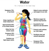 Functions of water in the human body