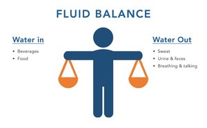 Fluid balance: water in and water out