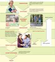 Flowchart of the scientific method in nutrition research