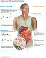 Enzymatic digestion of carbohydrates in the small intestine