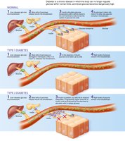 Normal and diabetic blood glucose regulation