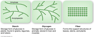 Structures of starch, glycogen, and fiber