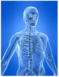 Human skeleton illustrating the importance of nutrients like protein and calcium in bone formation