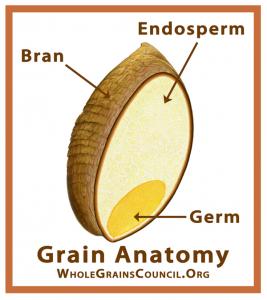 Grain anatomy: bran, germ, and endosperm