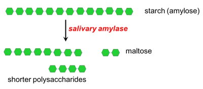 Salivary amylase breaking down starch into maltose and shorter polysaccharides