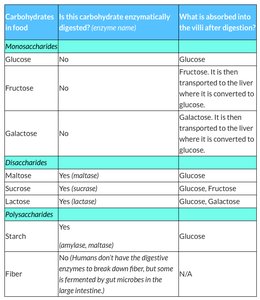 Summary table of carbohydrate digestion and absorption